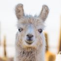 alpaca